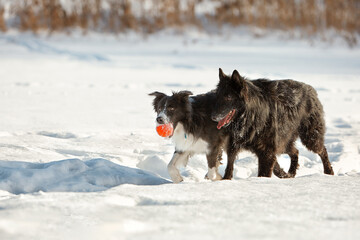 Border Collie and Belgian Shepherd for a walk in winter