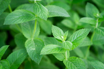 Close up of beautiful fresh mint in the garden