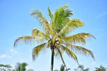 Fototapeta na wymiar Coconut fruit on the tree, Coconut palm tree on blue sky