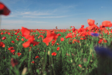 field of red poppies, field of poppies, poppy field in summer, poppy field with sky,  many poppys,...