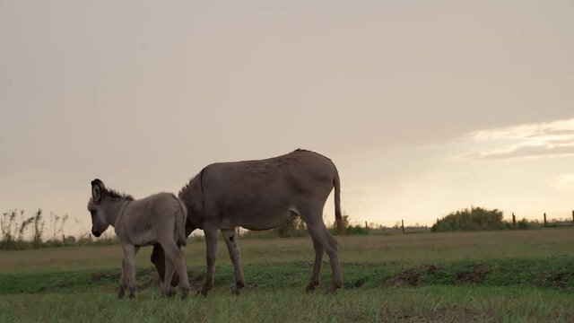 Animal domestic farm theme video footage. adorable family gray donkey mother and cub graze in the pasture eating grass. Cloudy Summer evening sunset light.  kid touchingly following adult ass hack. 