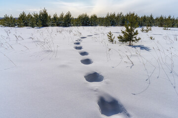 Snowy field with well-defined footprints, correct pattern in deep snow. Close-up. sunny frosty day....