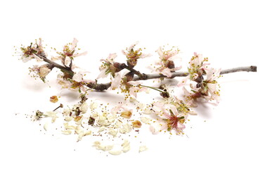 Wilted fruit flowers in spring isolated on white background