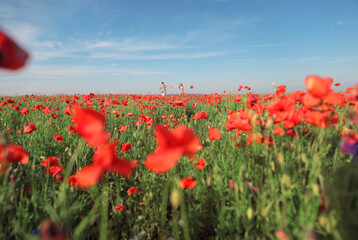 field of poppies, poppy field in summer, poppy field with sky,  many poppys, beautiful sky