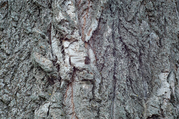 Old tree bark texture as background.