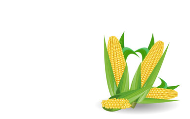 Corn cobs on white background.fresh delicious corn, can be used as design elements, isolated white background 3d illustration.