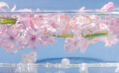 Beautiful spring scene with pink hyacinth flower and white pearls in water on pastel blue background. Minimal concept.