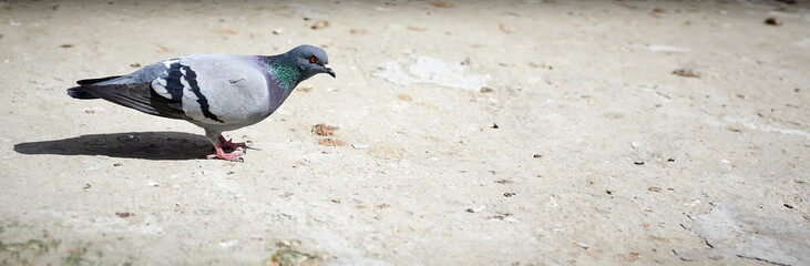 Pigeon walking on the sand in a park