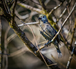 A wet  juvenile blue grey tananger, hides in the bushes to dry