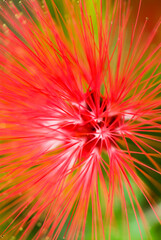 Calliandra surinamensis, family mimosaceae, common names Pink PowderPuff flower.