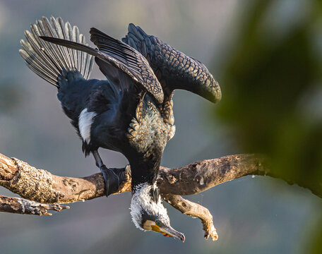 Acrobatic manuver by the Indian white headed comorant