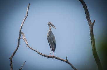 An Asian openbill perched on a dry branch.