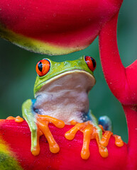 Adorable orange fingers of the red and green tree frog of Costa Rica