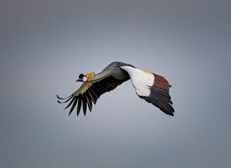 African Crown crown with wings spread, flies over blue sky