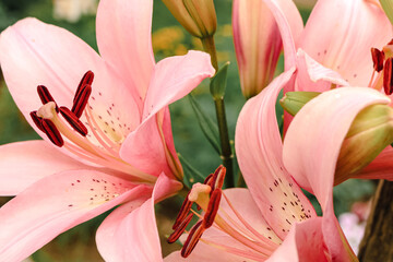Beautiful pink lilly in the garden, Lily joop flowers, Lilium oriental joop. Floral, spring, summer background. Close up. Selective focus. - obrazy, fototapety, plakaty