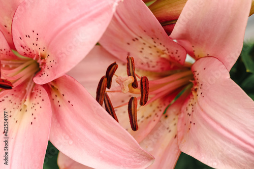 Beautiful pink lilly in the garden, Lily joop flowers, Lilium oriental joop. Floral, spring, summer background. Close up. Selective focus.