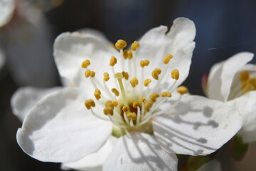 Macro close-up of cherry plum blossom, showing details of stamens, style, and pollen. 