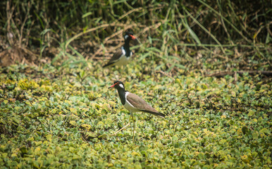 Naklejka premium Red-wattled bird The lapwing is walking for a living in the swamp.