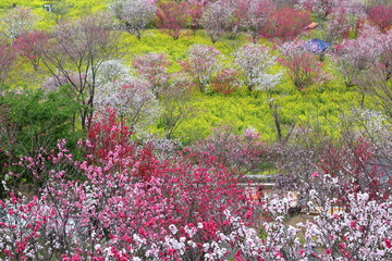 Obraz na płótnie Canvas 西川花公園　展望台から春の訪れを望む　（高知県）
