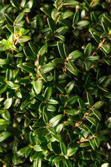 Close-up leafs Myrtle tree or myrtus