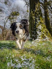 Australian Shepherd Dog playing at spring park. Happy Aussie walks at outdoors sunny day.