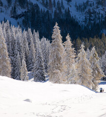 bosco innevato  sulle montagne italiane