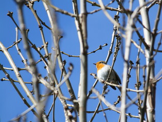 European Robin (erithacus rubecula) perching in a tree against a blue sky. Early spring, and the branches are still bare.