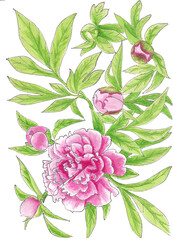 Watercolor illustration of pink peony flowers isolated on white background