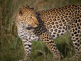 Fototapeta na wymiar Beautiful profile of leopard walking in Samburu in Kenya