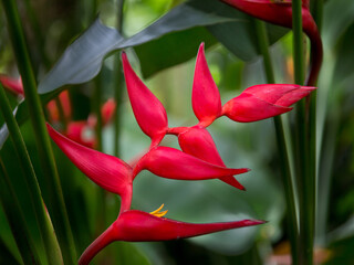 Bright red heliconia in Hilo, Hawaii.