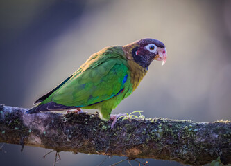 Brown=hooded parrot standing on tree branch in Costa Rica