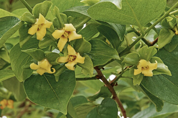 flowers and leaves of kaki