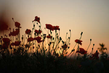 Naklejka premium sunset in the poppies field