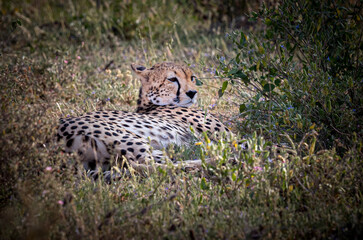 Cheetah resting in afternoon heat in Samburu, Kenya