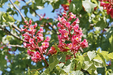 flowers of Aesculus x carnea