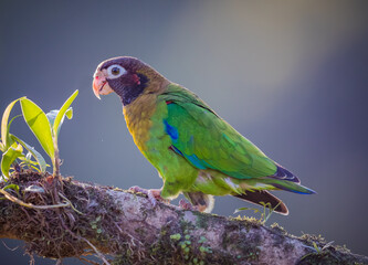 Close up of a brown-hooded parrott walking up tree limb