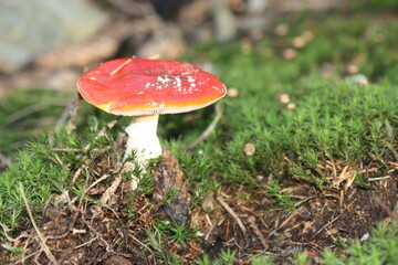 Fliegenpilz oder Rotkäppchen