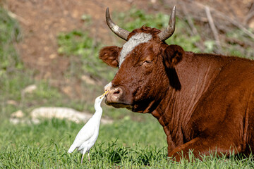 white heron cleans a cow