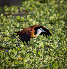 Fototapeta premium Close up of colorful African Jacana taking flight