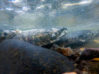 水中撮影 川を遡上する鮭   北海道増毛町