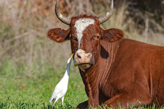 white heron cleans a cow