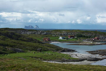 Herd of sheep in green valley of Lovund island surrounded by coastline of sea, cliffs and mountains, Norway, on sunny summer day. Træna island on the horizon
