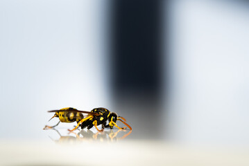wasp walking on a surface. with a light background