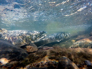 水中撮影  川を遡上する鮭  秋の北海道増毛町のイメージ