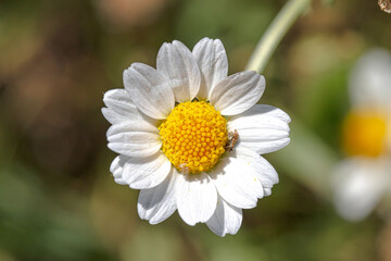 portrait of a camomile flower