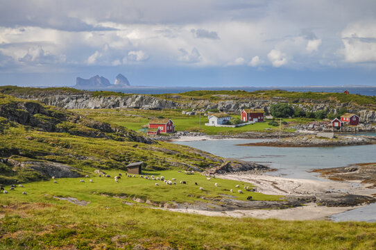 Herd of sheep in green valley of Lovund island surrounded by coastline of sea, cliffs and mountains, Norway, on sunny summer day. Tr&aelig;na island on the horizon