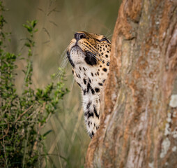 Close up of leopard in Kenya, looking up