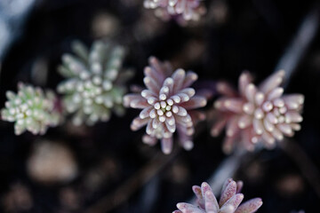 close up on a special plant