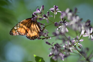 Mariposa monarca, en contraluz, posada en flores violetas. 
