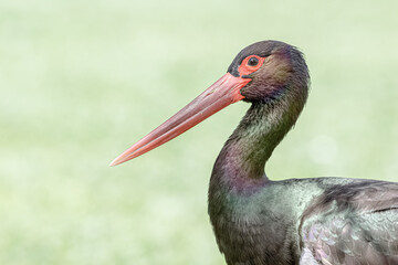 preety black stork in field